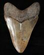 Good Quality Megalodon Tooth - Serrated #16237-2